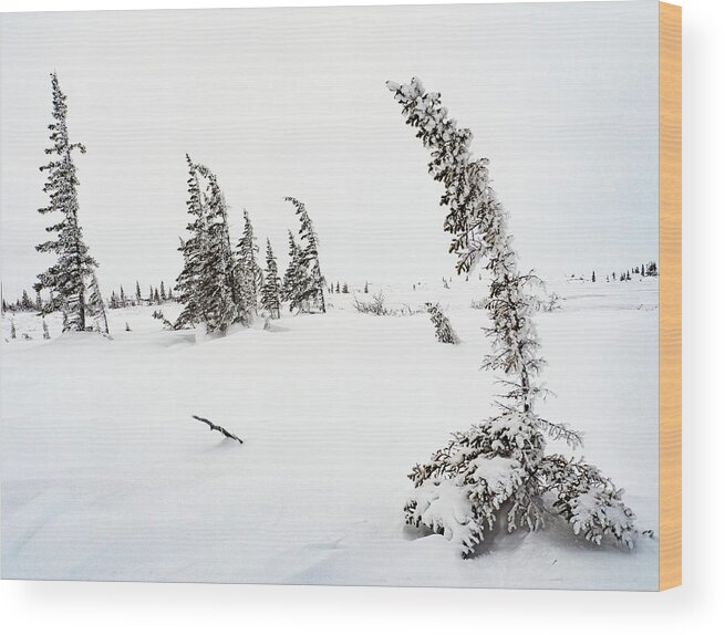 Churchill Wood Print featuring the photograph Arctic Scene by Minnie Gallman