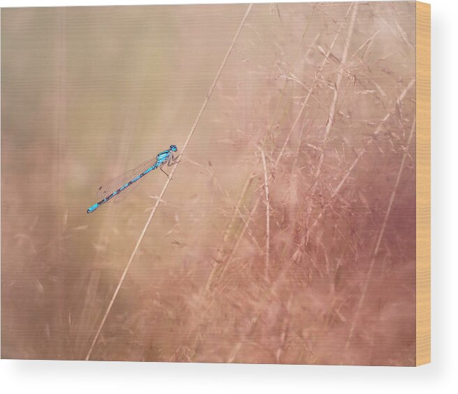 Dragonfly Wood Print featuring the photograph Around The Meadow 12 by Jaroslav Buna