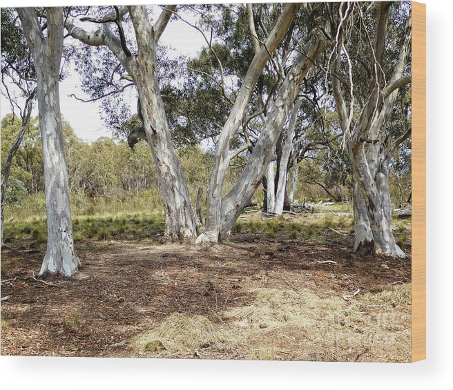 Gum Trees Wood Print featuring the photograph Australian Bush Scene by Fran Woods