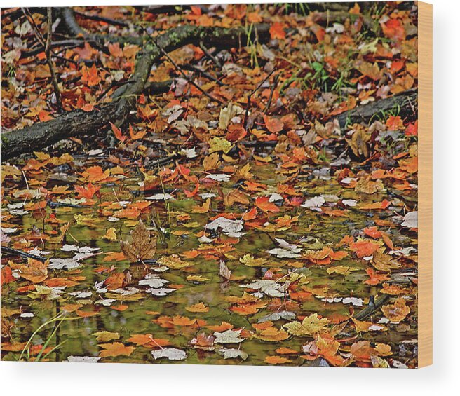 Autumn Wood Print featuring the photograph Autumn leaves by Silvia Marcoschamer