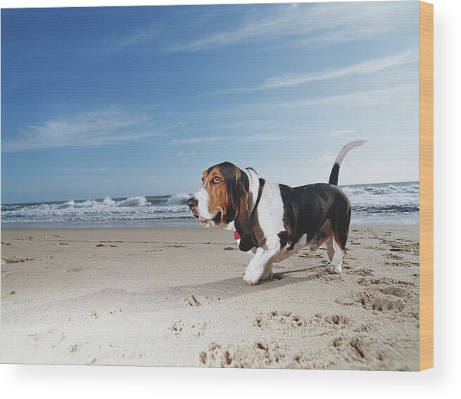 Pets Wood Print featuring the photograph Basset Hound Walking On Beach, Ground by Gary John Norman