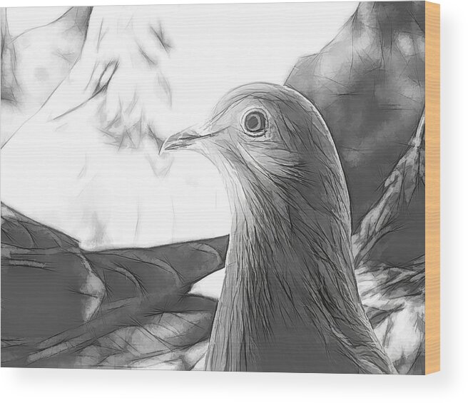 Pigeon Wood Print featuring the photograph Beautiful Homing Pigeon Sketch by Don Northup