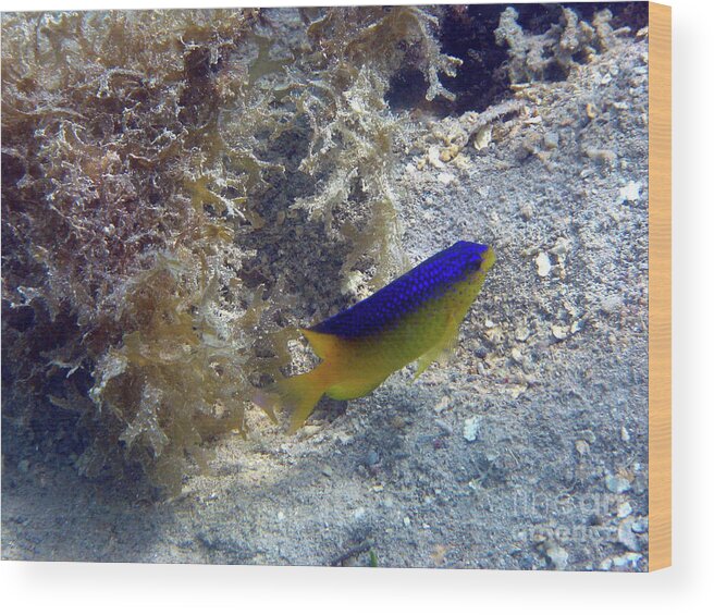 St Thomas Beautiful Sea Life Wood Print featuring the photograph St Thomas Beautiful Sealife by Barbra Telfer