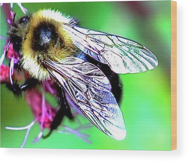 Insect Wood Print featuring the photograph Beautiful Wings Sing by Alida M Haslett