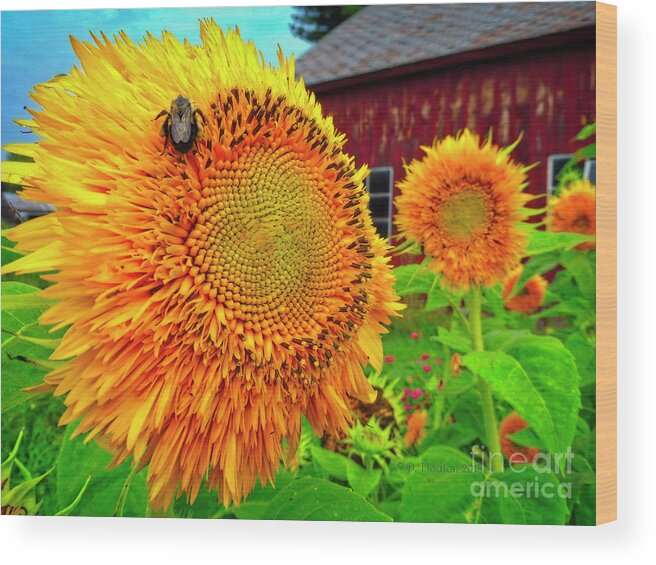 Bee Wood Print featuring the digital art Bee on Sunflower by Dee Flouton