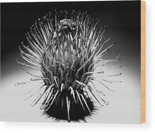 Spot Lit Wood Print featuring the photograph Black And White Burr by Nick Bush