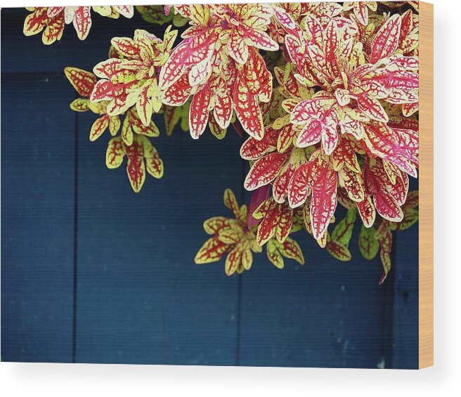 Plant Wood Print featuring the photograph Blooms From A Blue Bucket by Alida M Haslett