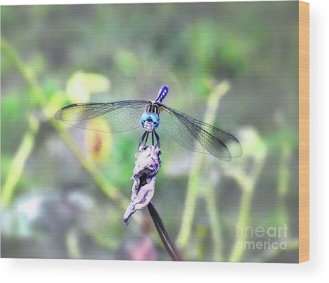 Dragonfly Wood Print featuring the photograph Blue Dasher by Scott Cameron
