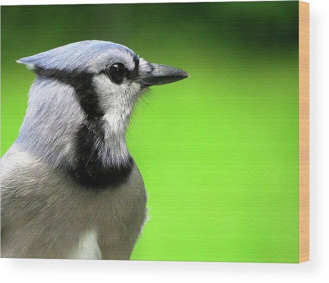 Northern Blue Jay Wood Print featuring the photograph Blue Jay Glamour Shot by Linda Stern