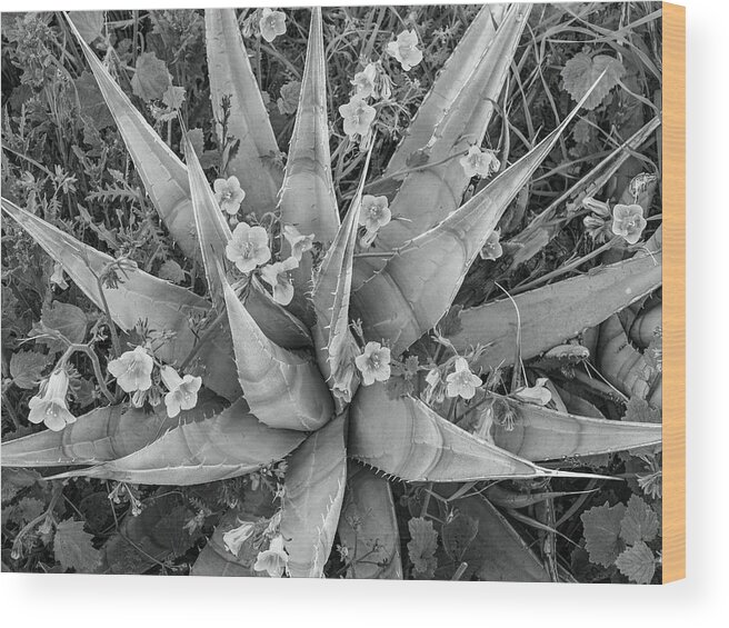 Disk1215 Wood Print featuring the photograph Bluebells Blossoming On Agave by Tim Fitzharris