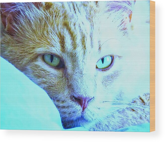 American Shorthair Wood Print featuring the photograph Pretty Sides by Judy Kennedy