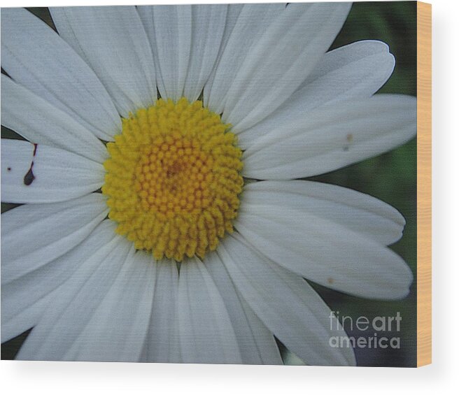 Flower Wood Print featuring the photograph Bright flower by Karin Ravasio