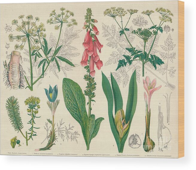 Engraving Wood Print featuring the drawing British Poisonous Plants by Print Collector