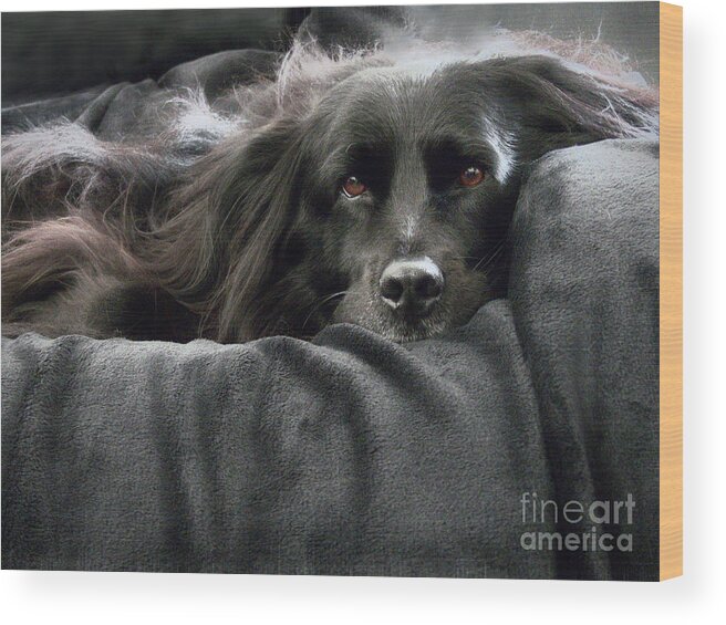 Rescue Dog Wood Print featuring the photograph Brown Eyes by Amy Dundon