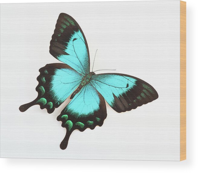 White Background Wood Print featuring the photograph Butterfly Isolated On White by Real444