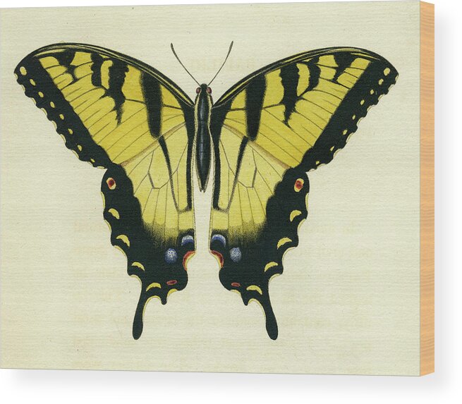 Entomology Wood Print featuring the mixed media Butterfly by Unknown