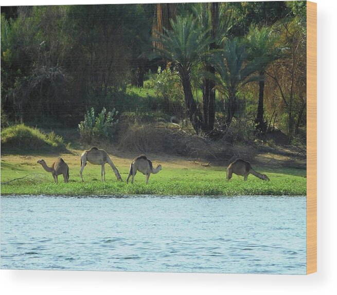 Travel Wood Print featuring the photograph Camels on the Nile by Karen Stansberry