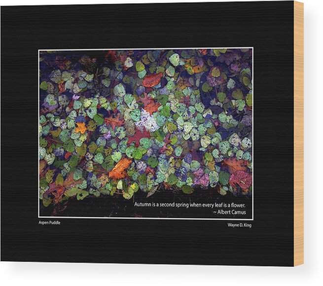 Aspen Wood Print featuring the photograph Camus Aspen Puddle Autumn Poster by Wayne King
