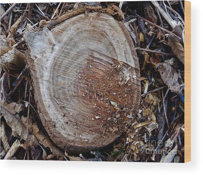 Canal Wood Print featuring the photograph Canal Stumps-008 by Christopher Plummer