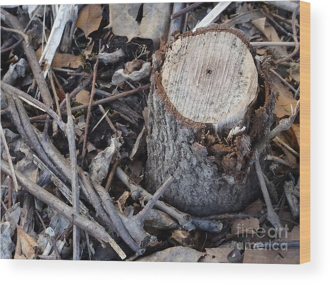 Canal Wood Print featuring the photograph Canal Stumps-047 by Christopher Plummer