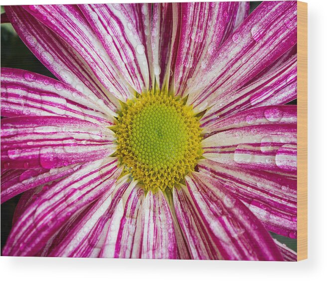 Chrysanthemums Wood Print featuring the photograph Candy Striped Chrysanthemum  by L Bosco