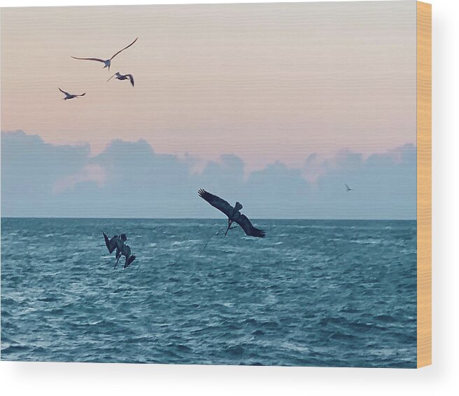 Birds Wood Print featuring the photograph Captiva Island Sunset Seagulls Feast 4 by Shelly Tschupp