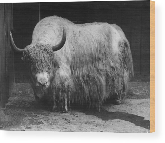England Wood Print featuring the photograph Captive Yak by London Stereoscopic Company