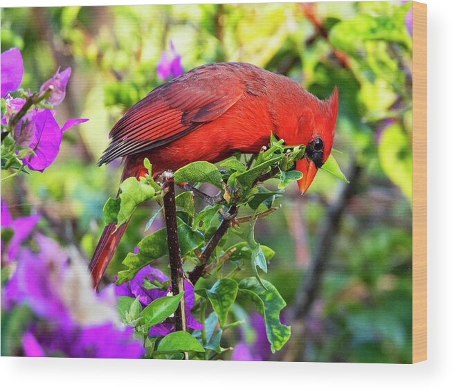 Cardinal Wood Print featuring the photograph Cardinal in Bougainvillea by Don Durfee