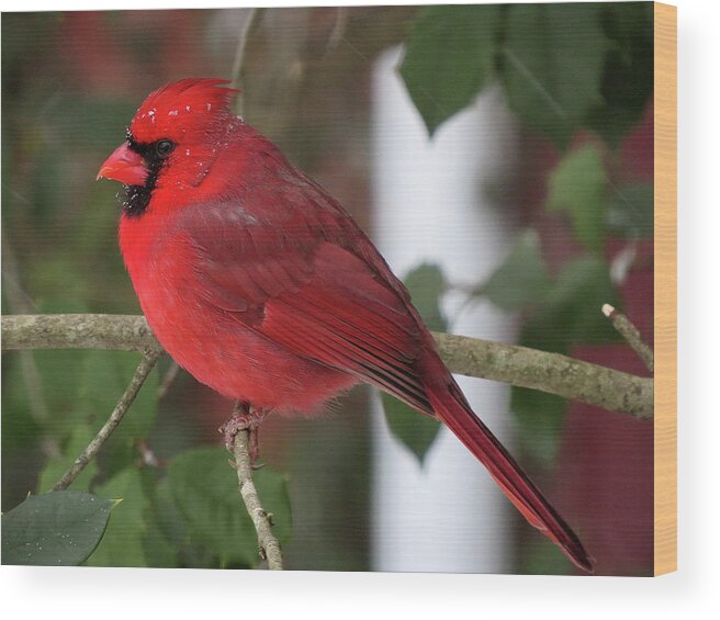 Cardinal Wood Print featuring the photograph Cardinal in Winter by Linda Stern