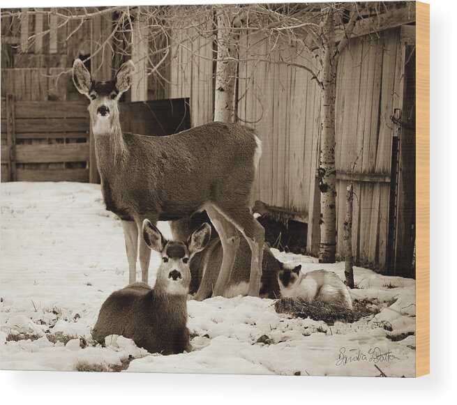 Deer With Cat Photo Wood Print featuring the photograph Catnap Interupted by Sandra Dalton