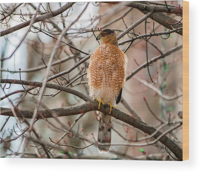 Accipiter Cooperii Wood Print featuring the photograph Christmas Cooper's Hawk by Todd Bannor