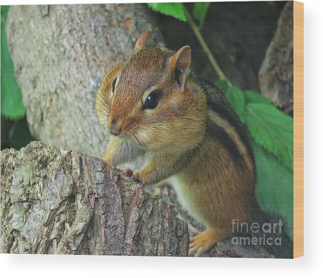 Chipmunk Wood Print featuring the photograph Chubby Cheeked Chipmunk by Diana Rajala