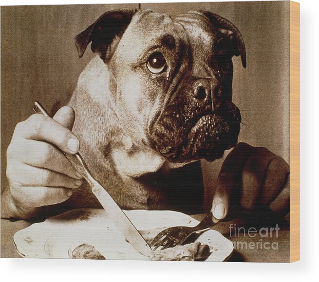 Dog Wood Print featuring the photograph Conceptual Image Of A Dog With Human Hands Eating by Oscar Burriel/science Photo Library