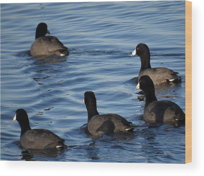 Coots Wood Print featuring the photograph Coots by Adrienne Wilson