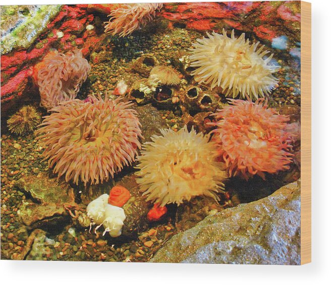 Aquariums Wood Print featuring the photograph Coral at Seattle Aquarium by Segura Shaw Photography