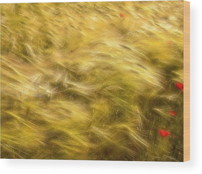 Pattern Wood Print featuring the photograph Corn Fields In The Wind by Anna Cseresnjes