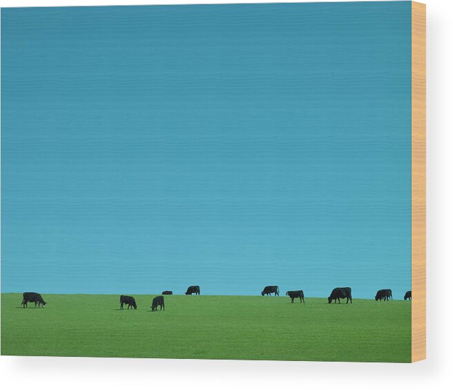 Grass Wood Print featuring the photograph Cows Grazing by David Stuart
