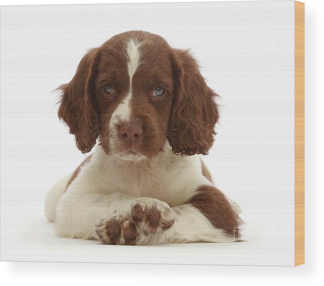 English Springer Spaniel Wood Print featuring the photograph Cross Paws by Warren Photographic