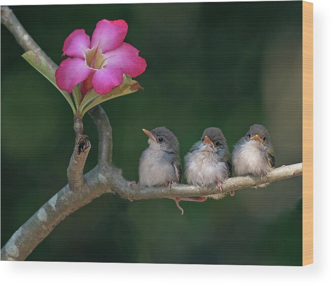Animal Themes Wood Print featuring the photograph Cute Small Birds by Photowork By Sijanto