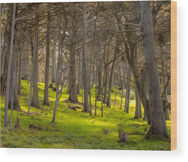 Forest Wood Print featuring the photograph Cypress Grove by Derek Dean
