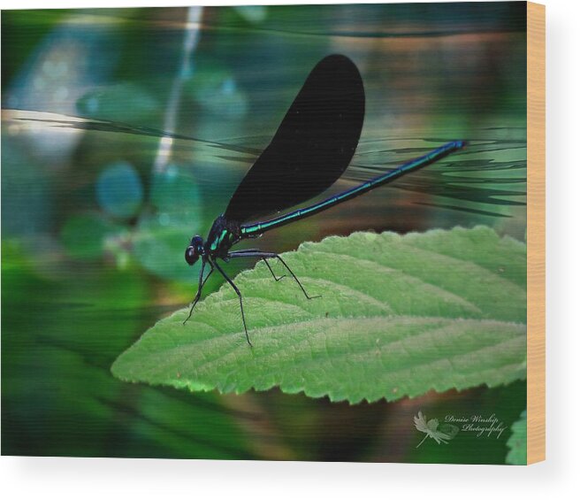 Cool Wood Print featuring the photograph Damselfly in Cool Blue by Denise Winship