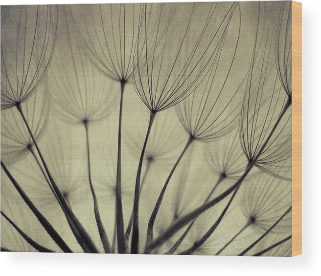 Bulgaria Wood Print featuring the photograph Dandelion Seeds, Close Up by By Julie Mcinnes