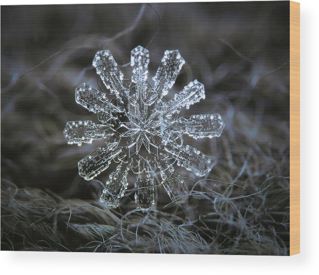 Snowflake Wood Print featuring the photograph December 18 2015 - snowflake 3 by Alexey Kljatov