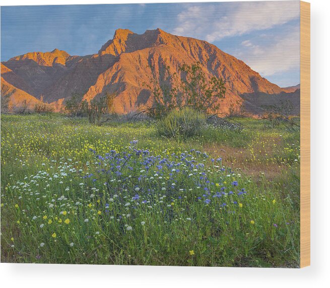 00568180 Wood Print featuring the photograph Desert Bluebell And California Desert Dandelion Spring Bloom, Anza-borrego Desert State Park, California by Tim Fitzharris