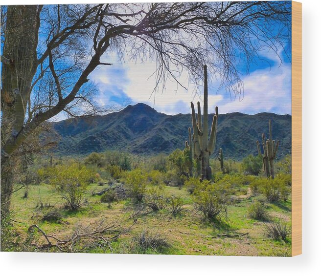 Arizona Wood Print featuring the photograph Desert Hiking after Winter Rains by Judy Kennedy