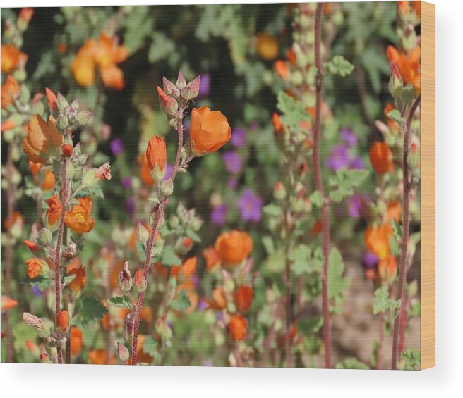 Arizona Wood Print featuring the photograph Desert Wildflowers by Judy Kennedy