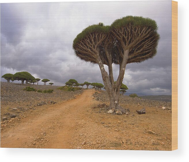 Umbrella Plant Wood Print featuring the photograph Dragon Trees by Davorlovincic