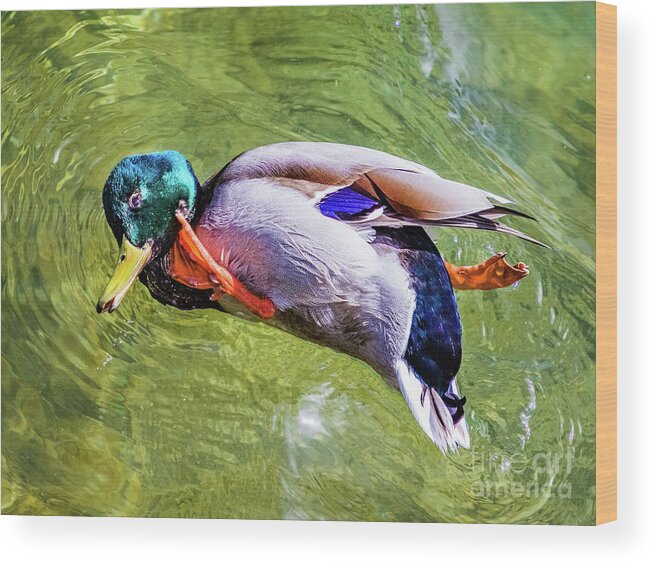 Duck Wood Print featuring the photograph Duck's morning gymnastic by Lyl Dil Creations