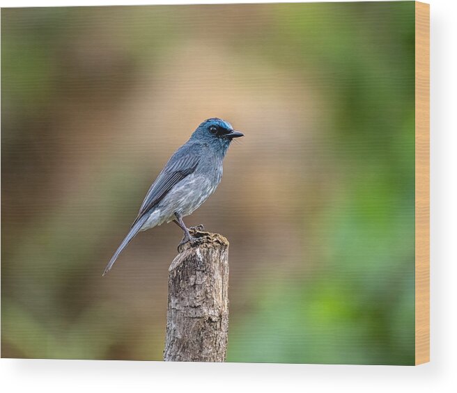 Dull Wood Print featuring the photograph Dull Blue Flycatcher by Henk Goossens