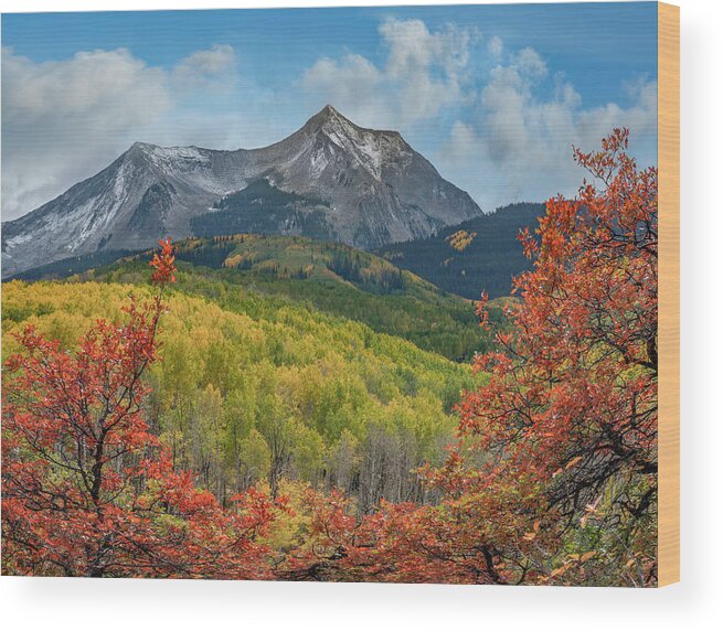 Aspens Wood Print featuring the photograph East Beckwith Mountian In Fall by Tim Fitzharris